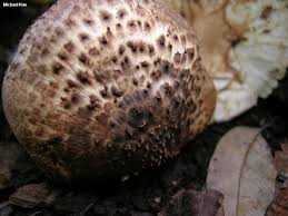 Attēlu rezultāti vaicājumam “Lepiota aspera”