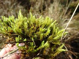 Attēlu rezultāti vaicājumam “Aulacomnium”