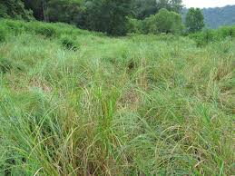 Attēlu rezultāti vaicājumam “Carex panicea fruit”
