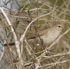 Attēlu rezultāti vaicājumam “Hippolais caligata adult”
