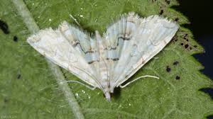 Attēlu rezultāti vaicājumam “Pyralididae”