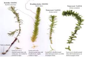 Attēlu rezultāti vaicājumam “Hydrilla verticillata leaf”