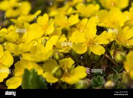 Attēlu rezultāti vaicājumam “Potentilla arenaria flower”