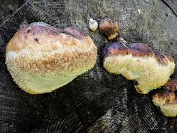Attēlu rezultāti vaicājumam “Fomitopsis pinicola”