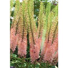 Image result for Steppenkerze