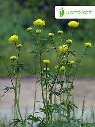 Attēlu rezultāti vaicājumam “Trollius europaeus bud”