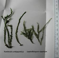 Attēlu rezultāti vaicājumam “Leptodictyum riparium”