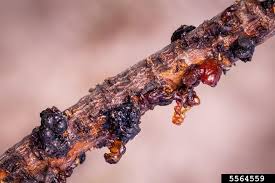 Attēlu rezultāti vaicājumam “Trichia botrytis var. cerifera macro”