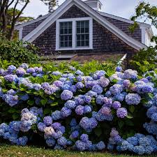 Attēlu rezultāti vaicājumam “Hydrangea”