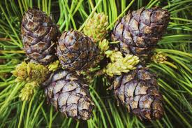 Attēlu rezultāti vaicājumam “Pinus pumila”