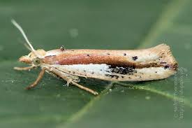 Attēlu rezultāti vaicājumam “Ypsolopha asperella”