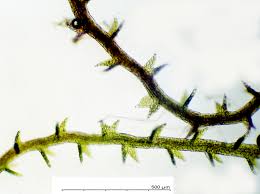 Attēlu rezultāti vaicājumam “Cephaloziella hampeana”