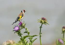 Attēlu rezultāti vaicājumam “Carduelis carduelis adult”