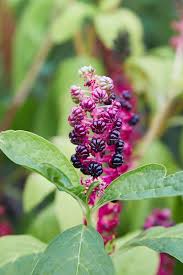 Attēlu rezultāti vaicājumam “Phytolaccaceae”