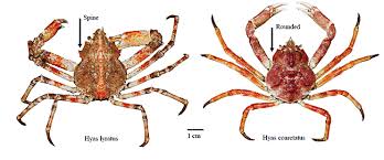 Image result for Hyas coarctatus