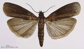 Attēlu rezultāti vaicājumam “Sciota fumella”