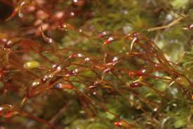 Attēlu rezultāti vaicājumam “Dicranella varia”