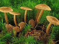 Attēlu rezultāti vaicājumam “Inocybe lanuginosa”