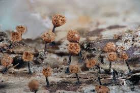 Attēlu rezultāti vaicājumam “Cribraria rufa”