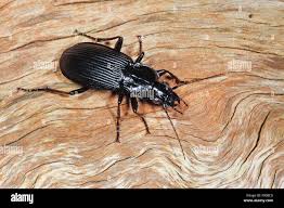 Attēlu rezultāti vaicājumam “Pterostichus niger”