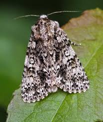 Attēlu rezultāti vaicājumam “Acronicta rumicis”