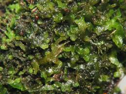 Attēlu rezultāti vaicājumam “Riccardia multifida”