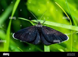 Attēlu rezultāti vaicājumam “Odezia atrata”