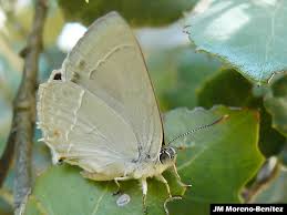 Attēlu rezultāti vaicājumam “Favonius quercus”