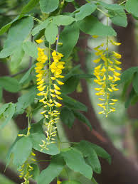 Attēlu rezultāti vaicājumam “Laburnum alpinum flower”