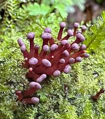 Attēlu rezultāti vaicājumam “Ascocoryne cylichnium”