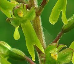 Attēlu rezultāti vaicājumam “Listera ovata bud”