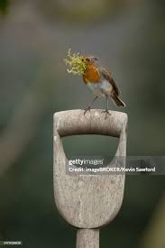 Attēlu rezultāti vaicājumam “Erithacus rubecula nest”
