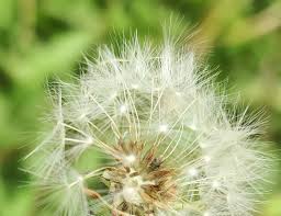 Attēlu rezultāti vaicājumam “Taraxacum suecicum”