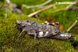 Attēlu rezultāti vaicājumam “Psophus stridulus”
