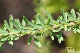 Attēlu rezultāti vaicājumam “Enteridium liceoides sessile”