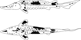 Image result for Huso fulvescens