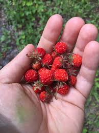 Image result for Fragaria vesca