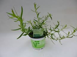 Image result for Artemisia dracunculus