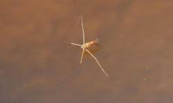 Attēlu rezultāti vaicājumam “Gerridae imago”