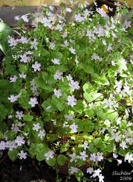 Attēlu rezultāti vaicājumam “Claytonia sibirica flower”