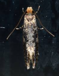 Attēlu rezultāti vaicājumam “Monopis weaverella”