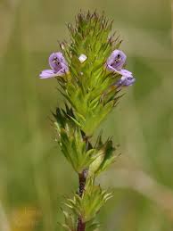 Image result for Euphrasia stricta