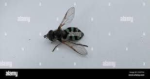 Attēlu rezultāti vaicājumam “Didea alneti”