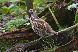 Attēlu rezultāti vaicājumam “Tetrastes bonasia female”