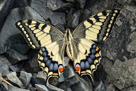 Attēlu rezultāti vaicājumam “Papilio machaon upperside”
