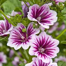Image result for Malva sylvestris 'Zebrina'