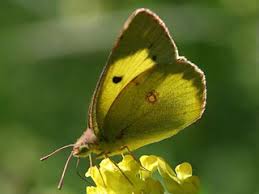 Attēlu rezultāti vaicājumam “Colias palaeno upperside”