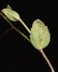 Attēlu rezultāti vaicājumam “Draba nemorosa”