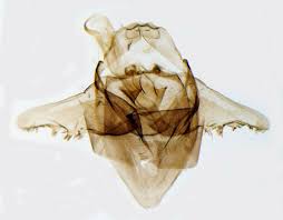 Attēlu rezultāti vaicājumam “Incurvaria praelatella”