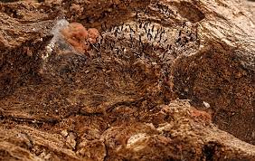 Attēlu rezultāti vaicājumam “Stemonitopsis typhina stalked”